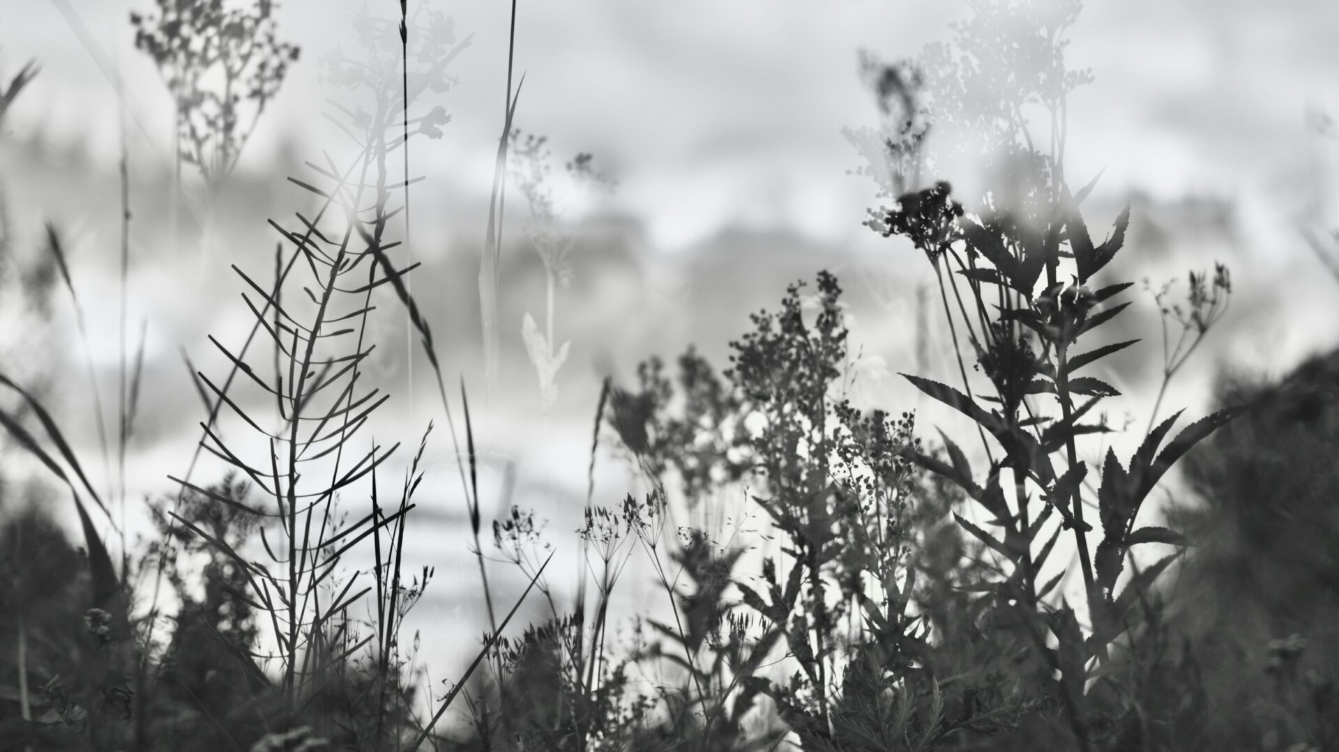 Monochromatic double exposure of plants by photographer Antti Paakkonen